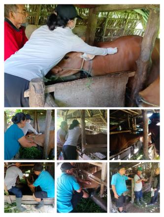 Pelaksanaan Vaksinasi PMK ke-2 & Pemasangan Ear-Tag Pada Ternak Sapi di wilayah Desa Bebetin
